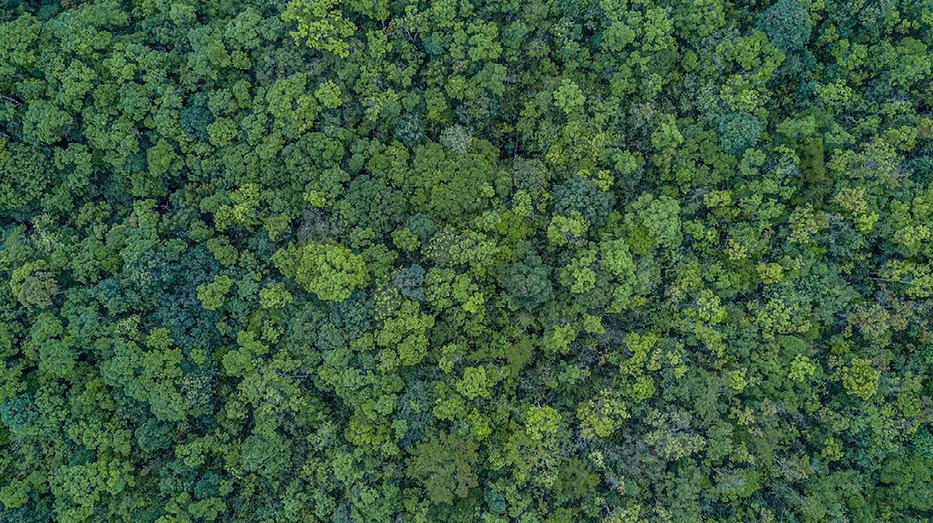 Aerial view of dense rainforest canopy