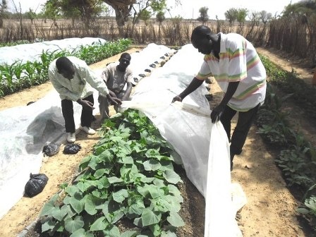 Farmers lifting row covers over vegetable beds in a Sahel garden